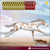 Horse Color:Chocolate Palomino Pearl Sabino Near Leopard