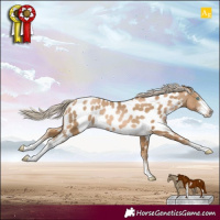 Horse Color:Chocolate Palomino Pearl Sabino Appaloosa