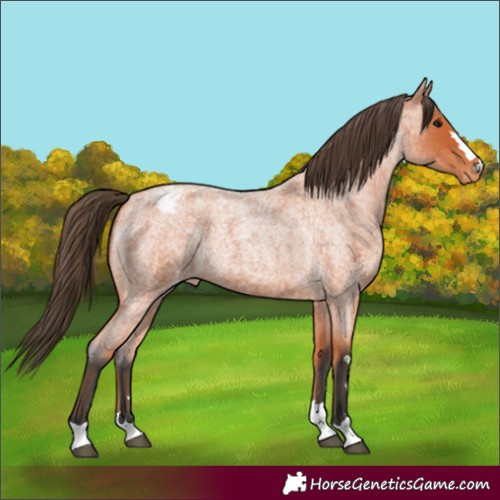 Horse Color:Bay Roan Appaloosa 