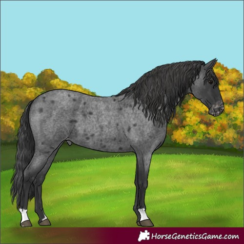 Horse Color:Blue Roan Appaloosa