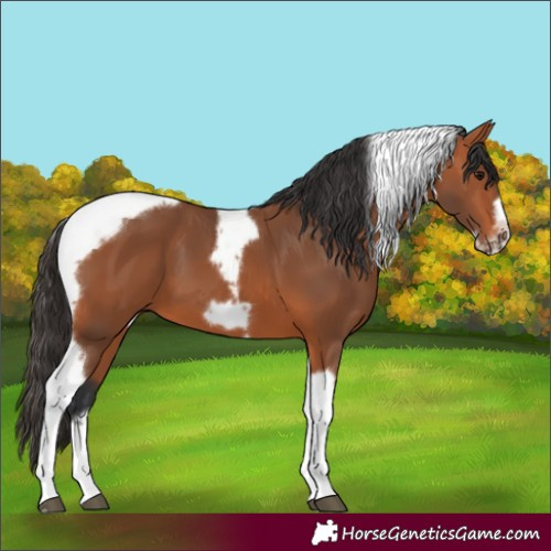 Horse Color:Bay Tobiano Frame 