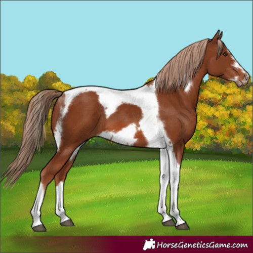 Horse Color:Chestnut Tobiano Frame 