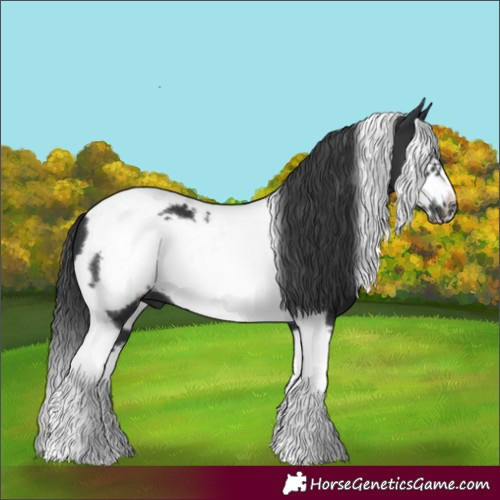 Horse Color:Black Tobiano Frame