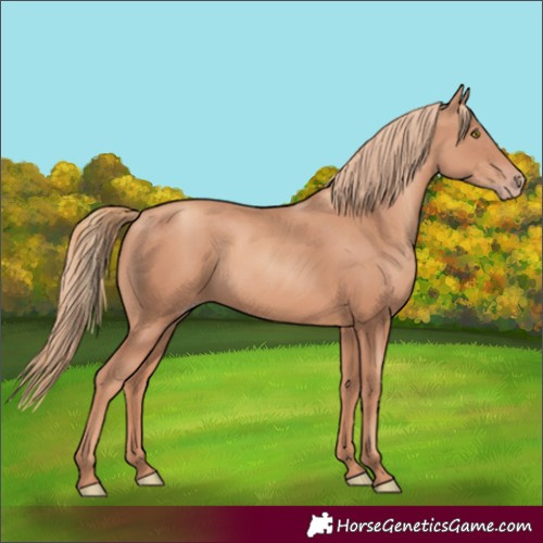 Horse Color:Gold Champagne Rabicano