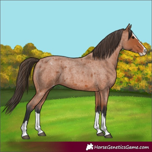 Horse Color:Bay Roan Splash Appaloosa 