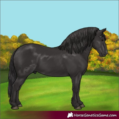 Horse Color:Smoky Black