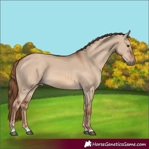 Horse Color:Red Dun 