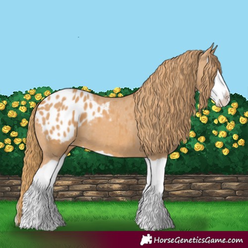Horse Color:Chestnut Splash Appaloosa 