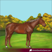Horse Color:Chestnut 