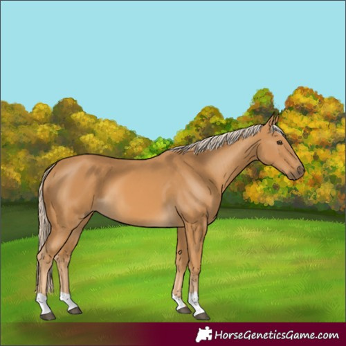 Horse Color:Palomino 