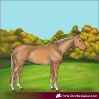 Horse Color:Palomino 
