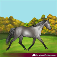 Horse Color:Gray Grullo 