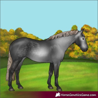 Horse Color:Gray Liver Chestnut 