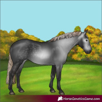 Horse Color:Gray Liver Chestnut 