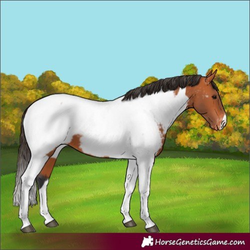 Horse Color:Bay Tobiano Appaloosa 