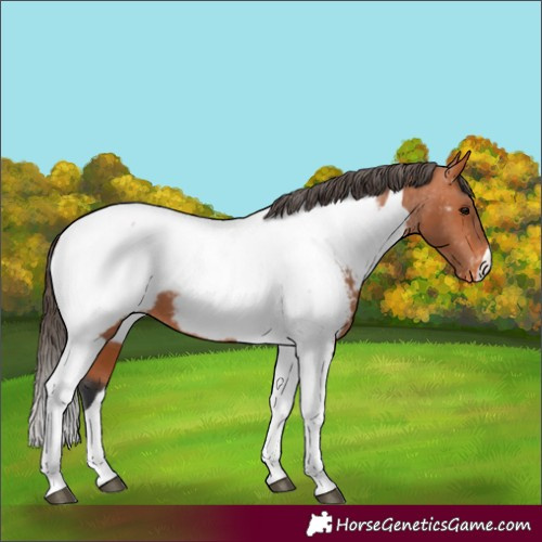 Horse Color:Bay Tobiano Near Fewspot