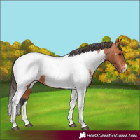 Horse Color:Bay Tobiano Appaloosa 