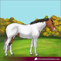 Horse Color:Bay Tobiano Appaloosa 