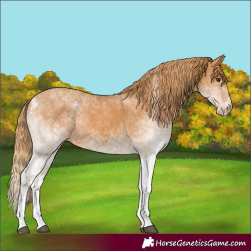 Horse Color:Unknown 