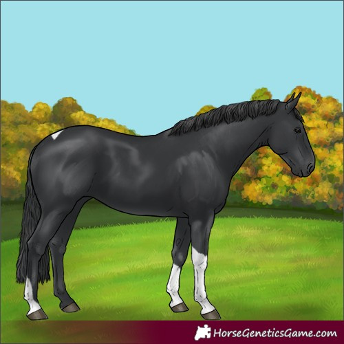 Horse Color:Black Tobiano Rabicano 