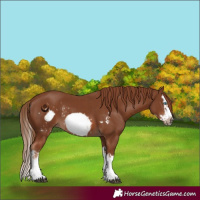 Horse Color:Chestnut Splash Frame  and Chestnut Splash Frame 