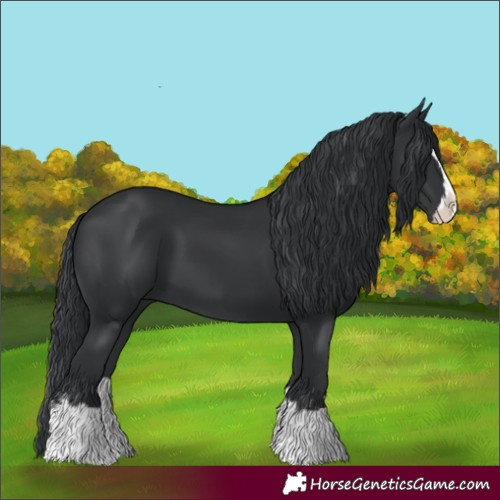 Horse Color:Black Splash 