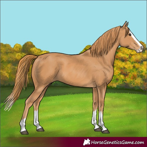 Horse Color:Chestnut Splash 