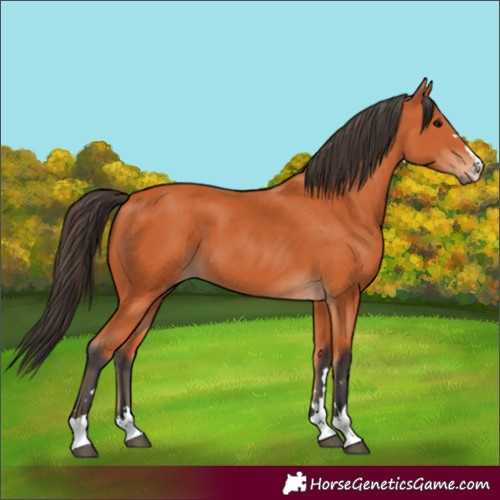 Horse Color:Bay 