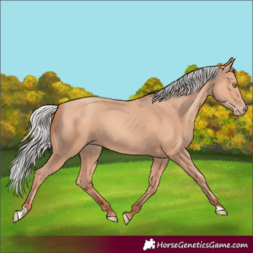 Horse Color:Silver Amber Champagne 