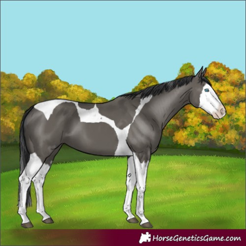 Horse Color:Grullo Splash Tobiano