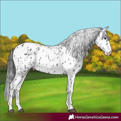 Horse Color:Black Appaloosa 