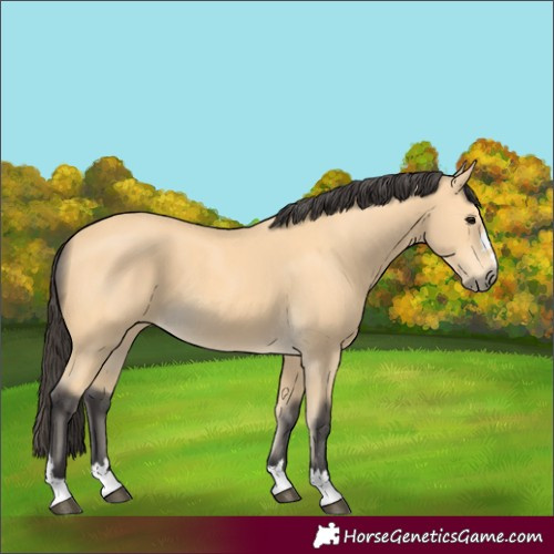 Horse Color:Buckskin
