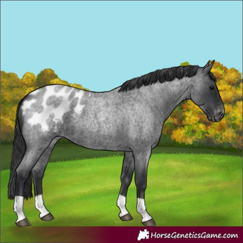 Horse Color:Blue Roan Appaloosa 