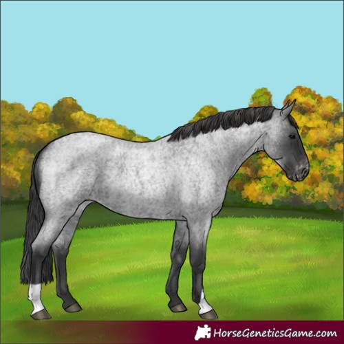 Horse Color:Blue Roan Appaloosa 