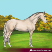 Horse Color:Palomino Pearl Appaloosa 