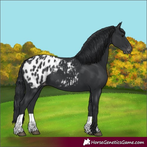 Horse Color:Black Appaloosa 