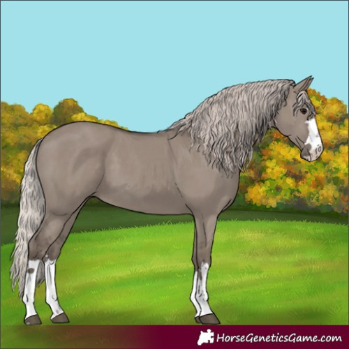 Horse Color:Silver Grullo 