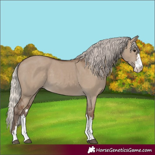 Horse Color:Silver Grullo 