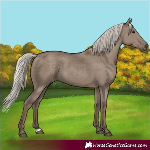 Horse Color:Silver Grullo 