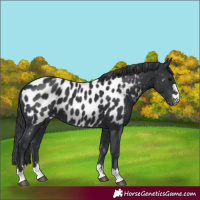 Horse Color:Black Near Leopard 