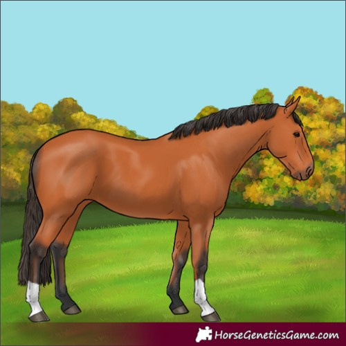 Horse Color:Bay 