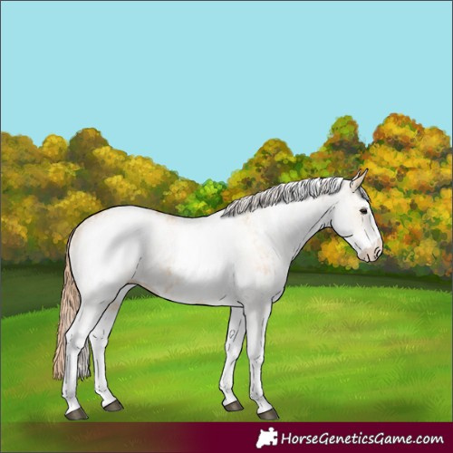 Horse Color:White Spotted Red Dun Rabicano and White Spotted Red Dun Rabicano