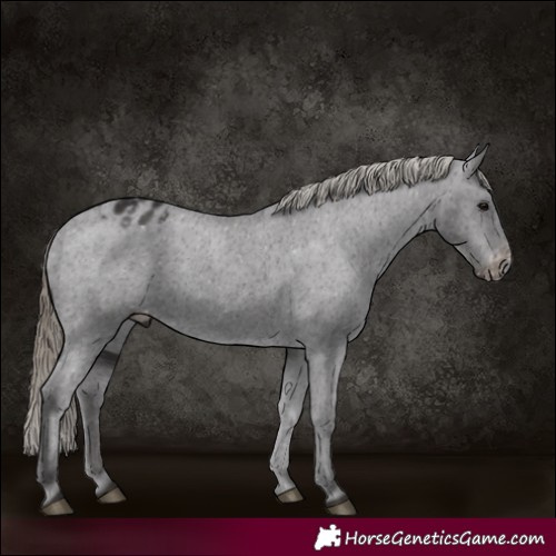 Horse Color:Smoky Black Varnish
