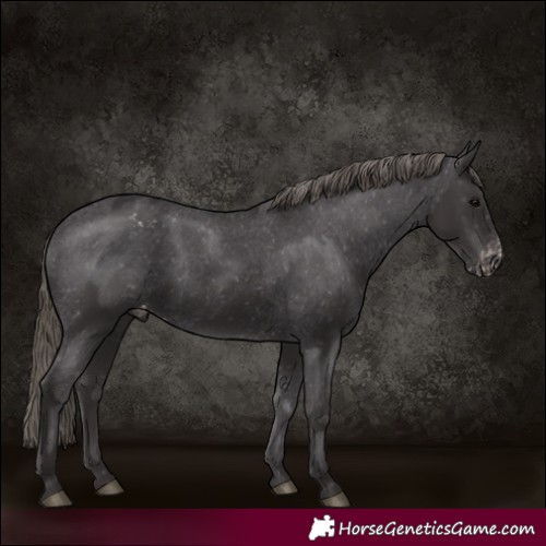 Horse Color:Smoky Black Appaloosa