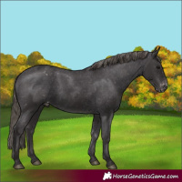Horse Color:Smoky Black Appaloosa 