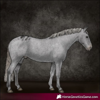 Horse Color:Smoky Black Appaloosa