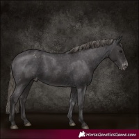Horse Color:Smoky Black Appaloosa 