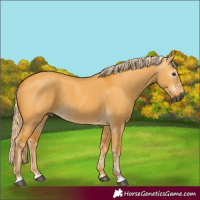 Horse Color:Gray Palomino Dun 
