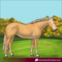 Horse Color:Gray Palomino Dun