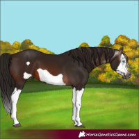 Horse Color:Gray Bay Splash Frame 